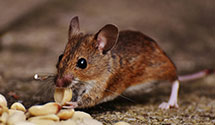 24 Hour & Emergency Exterminators in West Terre Haute, IN